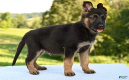 German Shepherd dogs for sale: Majestic - Image 3