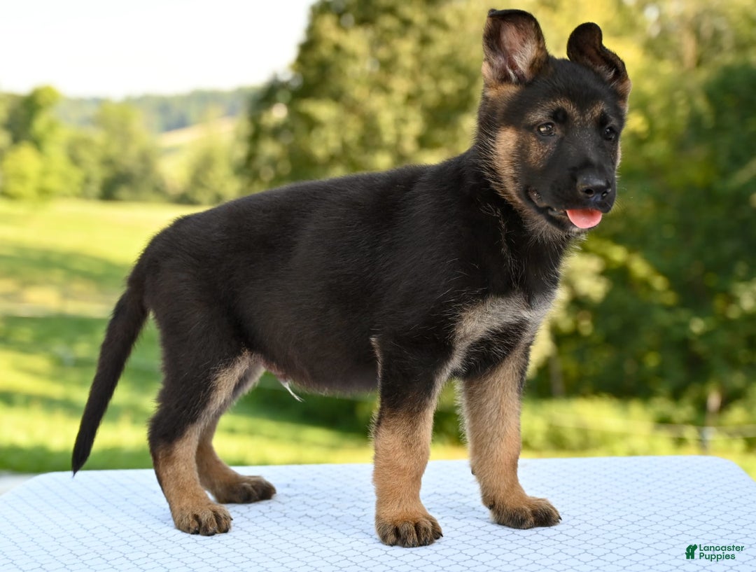 German Shepherd dogs for sale: Majestic - Image 3