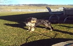 Mini Bernedoodle dogs for sale: Trevor - Image 10