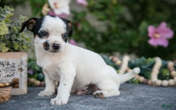 Chihuahua dogs for sale: Taco - Image 1