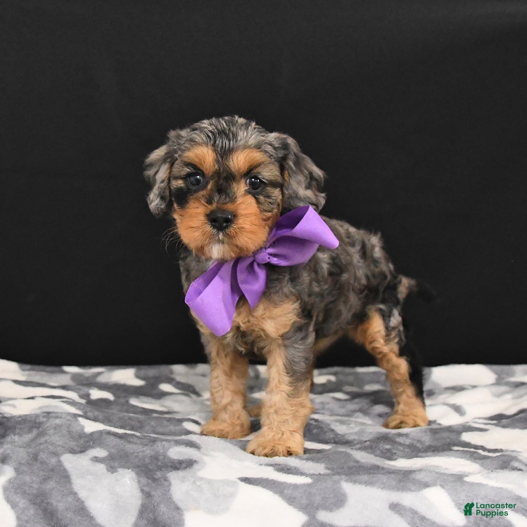 Cavapoo dogs for sale: Charm - Image 5