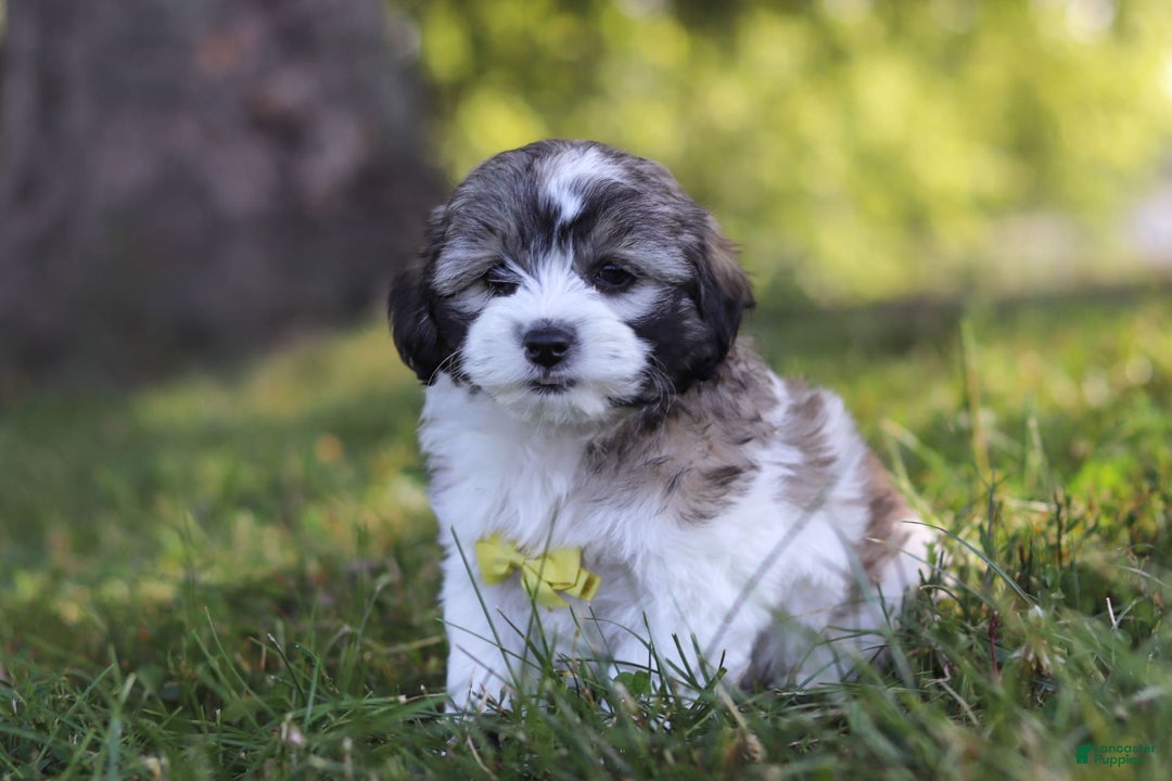 Shihpoo dogs for sale: Luca - Image 2