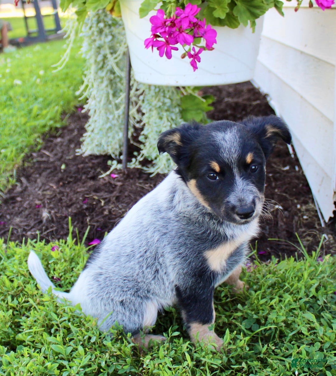 Australian Cattle Dog dogs for sale: Bailey - Image 6