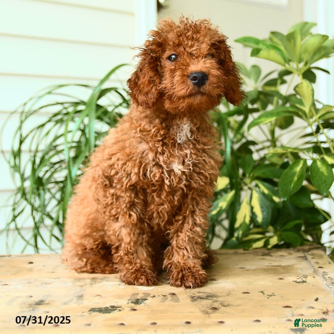 Mini Goldendoodle dogs for sale: Goose - Image 13