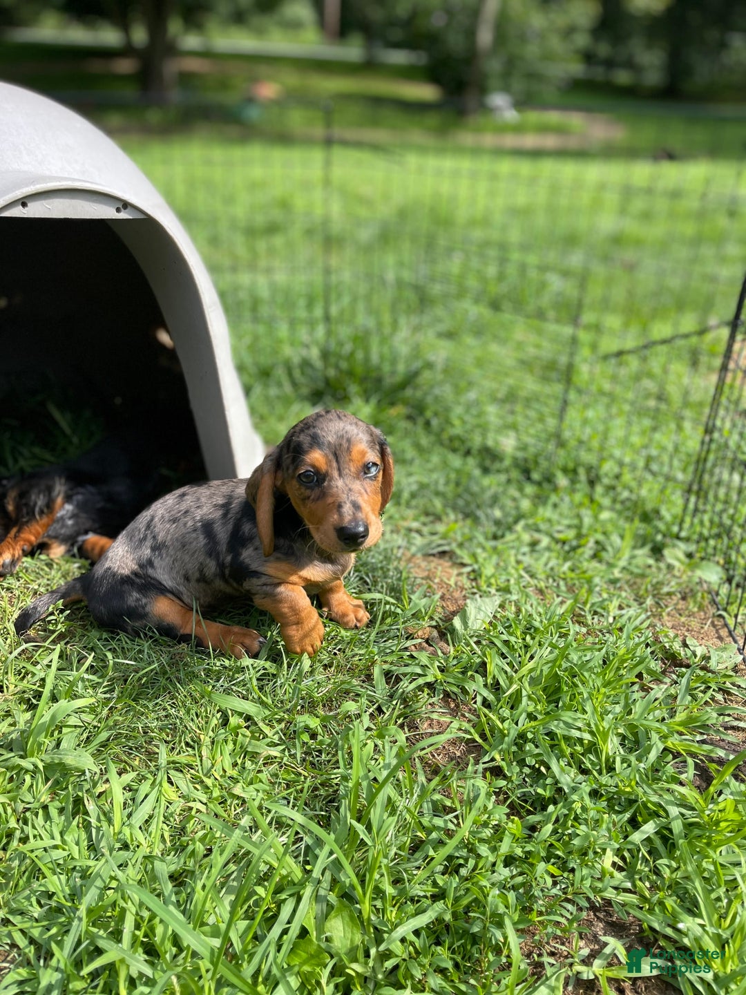 Dachshund dogs for sale: Coco - Image 2