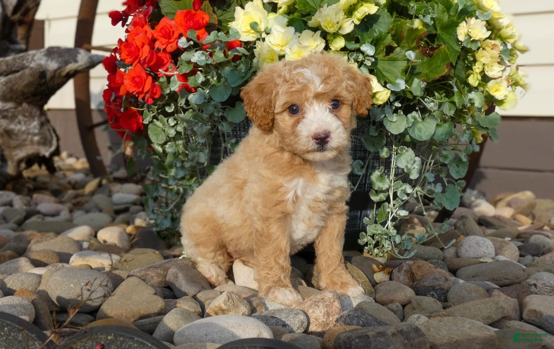Bichpoo dogs for sale: Gracie - Image 3
