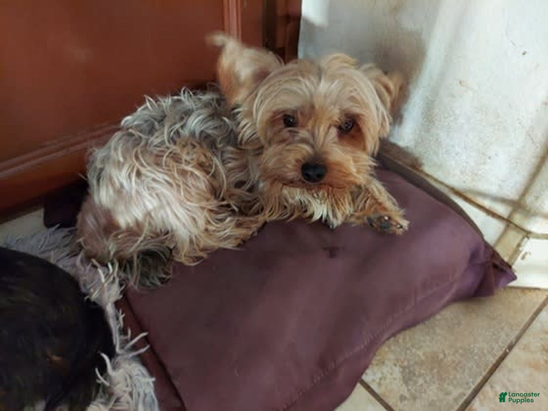 Yorkshire Terrier dogs for sale: Bear - Image 3