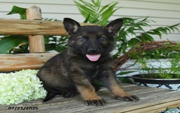 German Shepherd dogs for sale: German Shepherd 10 puppies - Image 3
