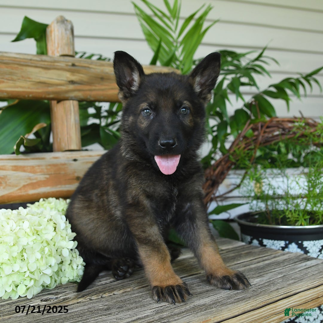 German Shepherd dogs for sale: German Shepherd 10 puppies - Image 3