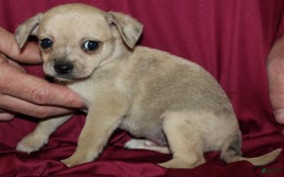 Chihuahua dogs for sale: Parker - Image 2