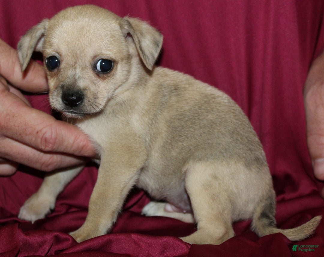 Chihuahua dogs for sale: Parker - Image 2