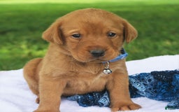 Labrador Retriever dogs for sale: Fireside Blaze - Image 2