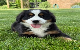 Bernese Mountain Dog dogs for sale: Ivy - Image 5