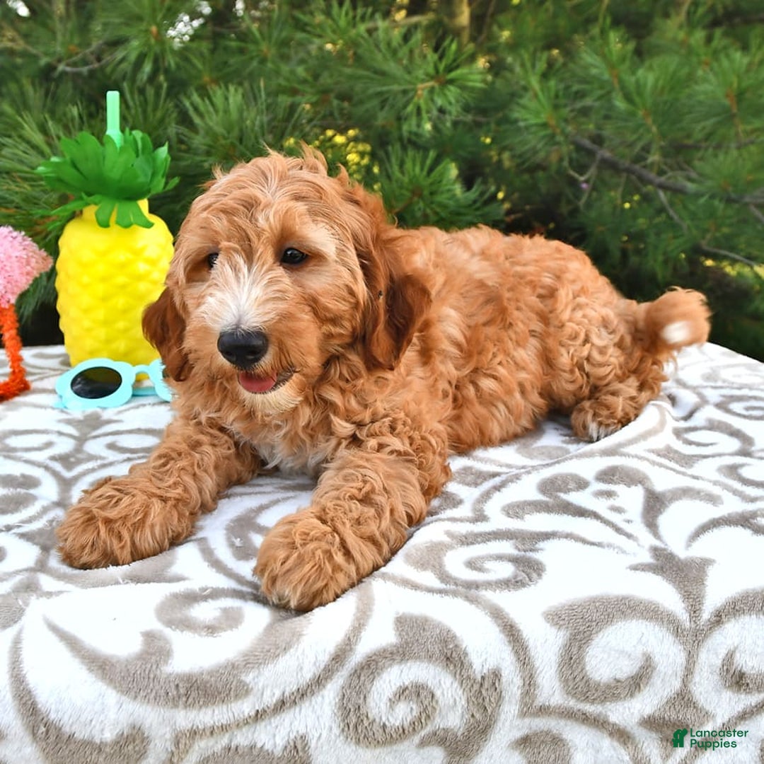 Mini Goldendoodle dogs for sale: Dancer - Image 7
