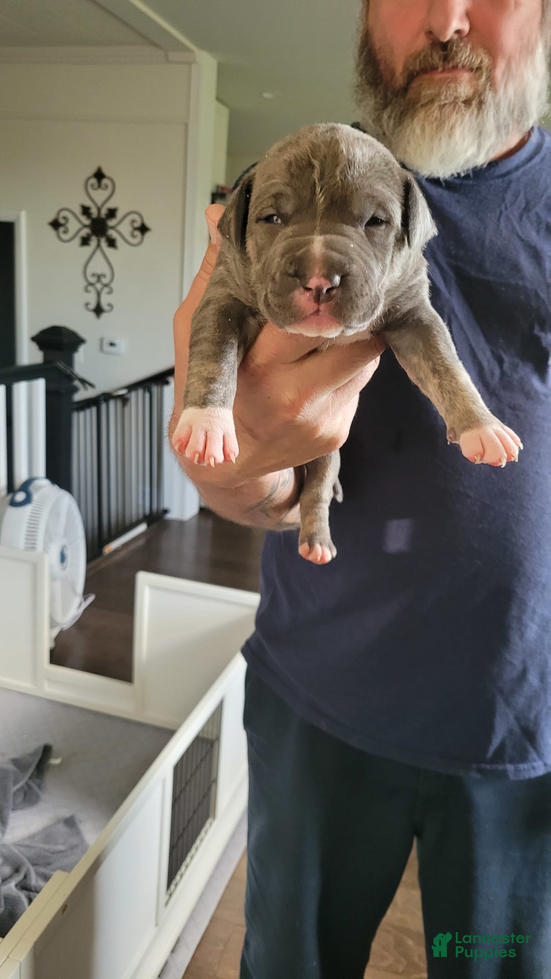 American Staffordshire Terrier dogs for sale: Delilah - Image 1