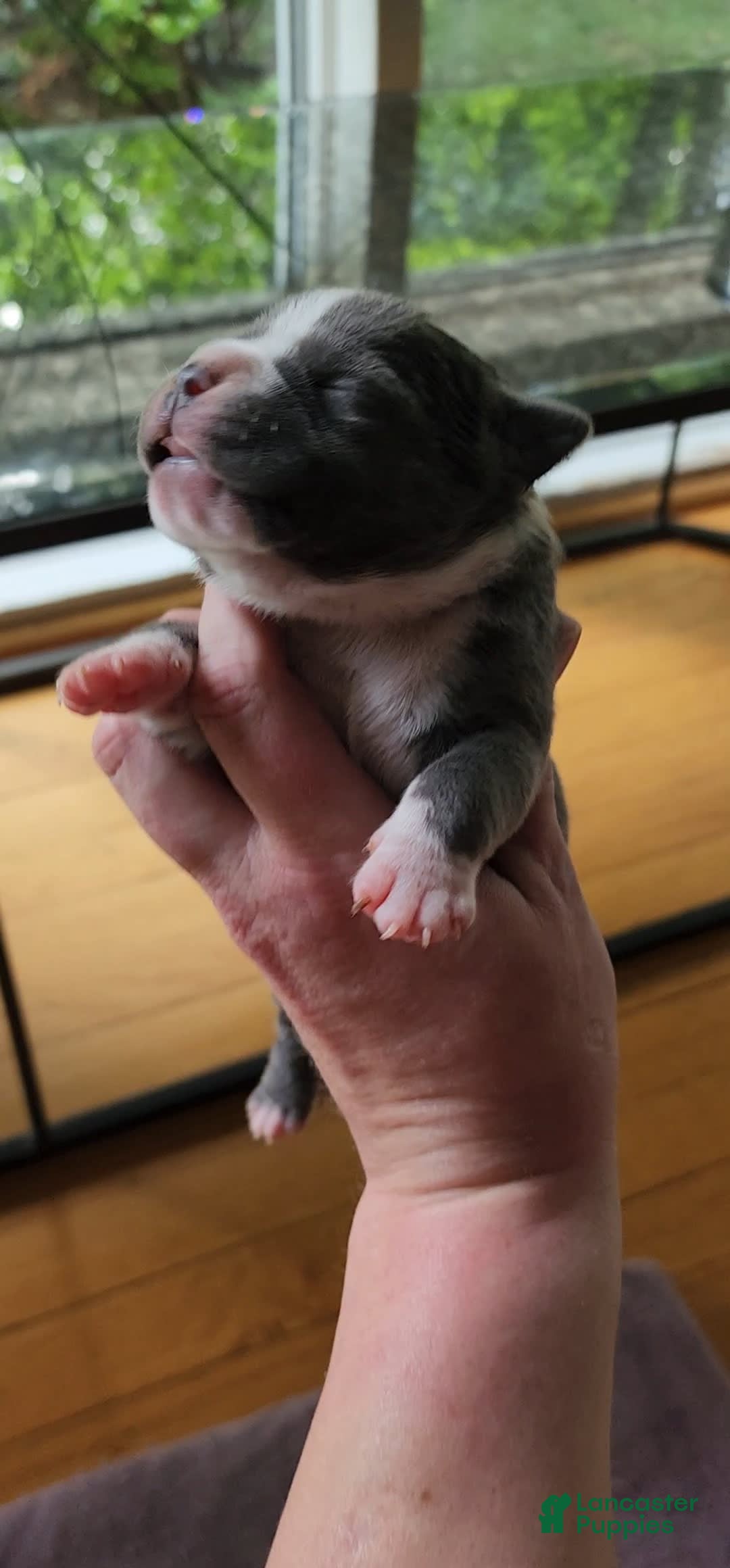 American Bully dogs for sale: Ashley - Image 12
