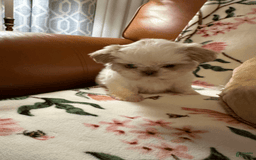 Shih Tzu dogs for sale: Bogie - Image 4