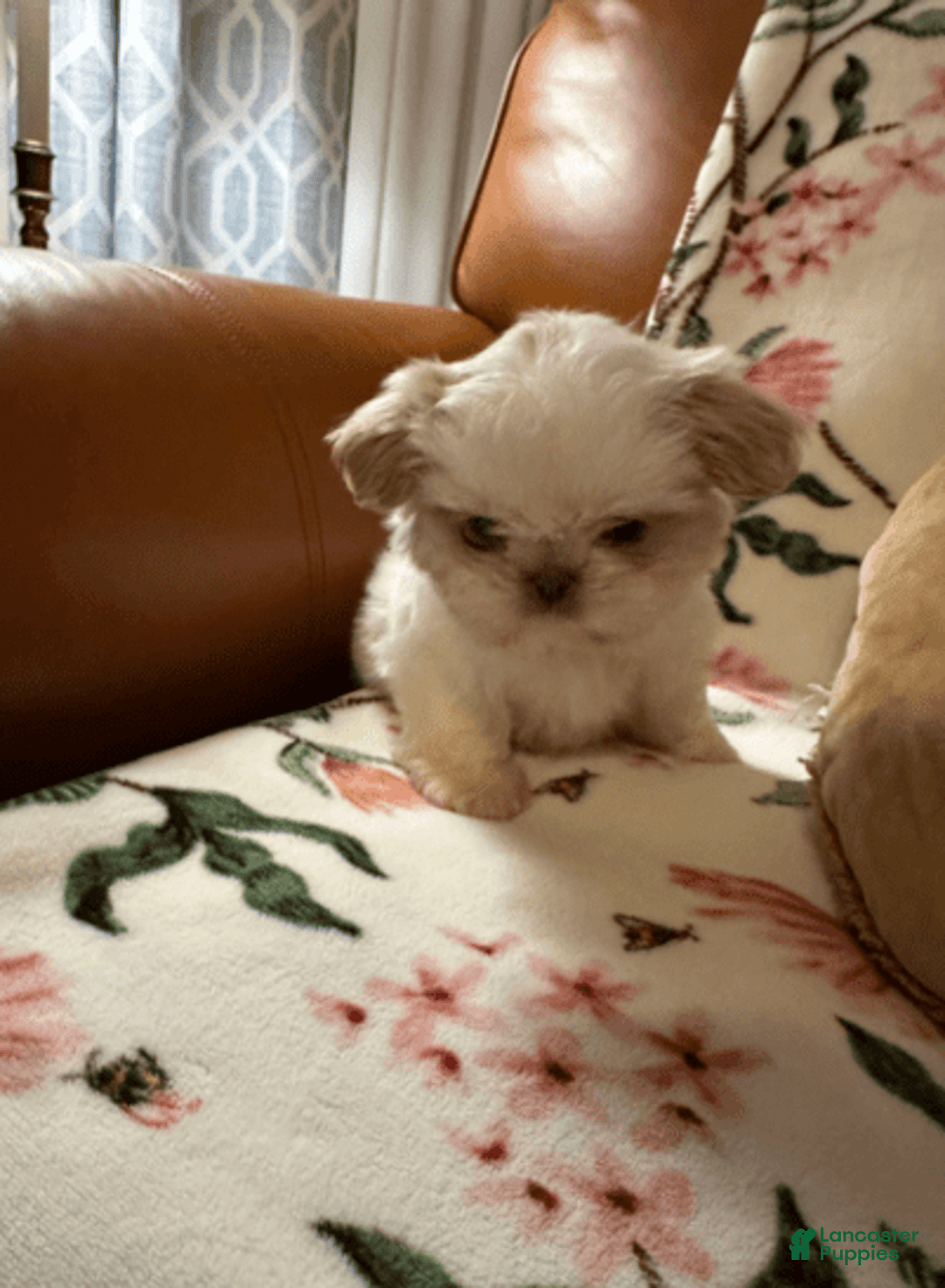 Shih Tzu dogs for sale: Bogie - Image 4