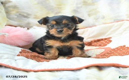 Yorkshire Terrier dogs for sale: Yorkshire Terrier 6 puppies - Image 13