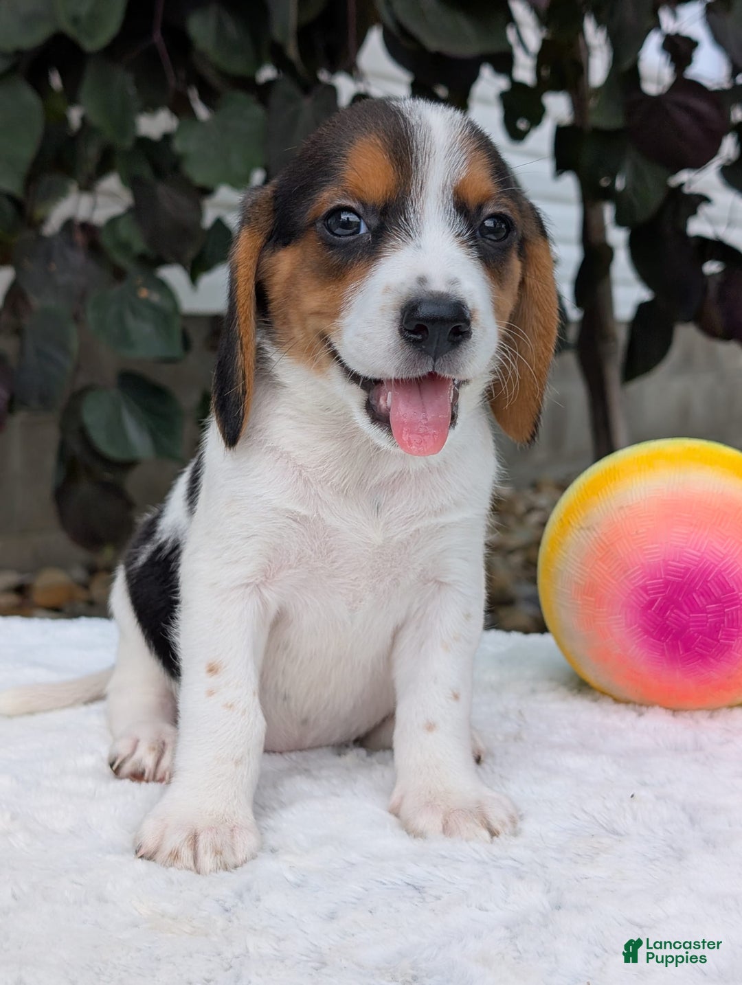Beagle dogs for sale: Bella - Image 6