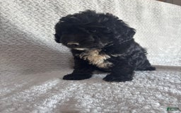 Mini Aussiedoodle dogs for sale: Hadley - Image 6