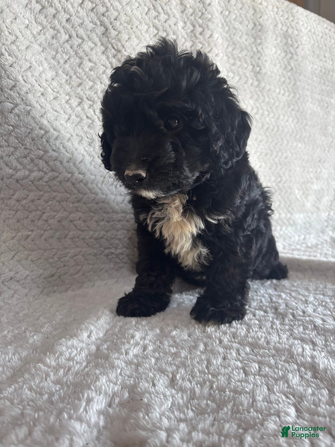 Mini Aussiedoodle dogs for sale: Hadley - Image 6