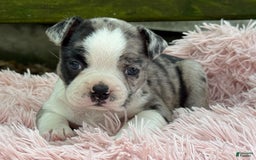 Frenchton dogs for sale: Jaida - Image 14