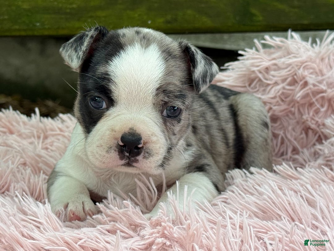 Frenchton dogs for sale: Jaida - Image 14