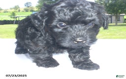 Yorkiepoo dogs for sale: Mack - Image 18