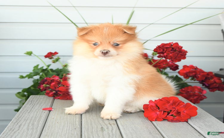 Pomeranian dogs for sale - Ad 2