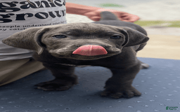 Cane Corso dogs for sale: N/a - Image 5