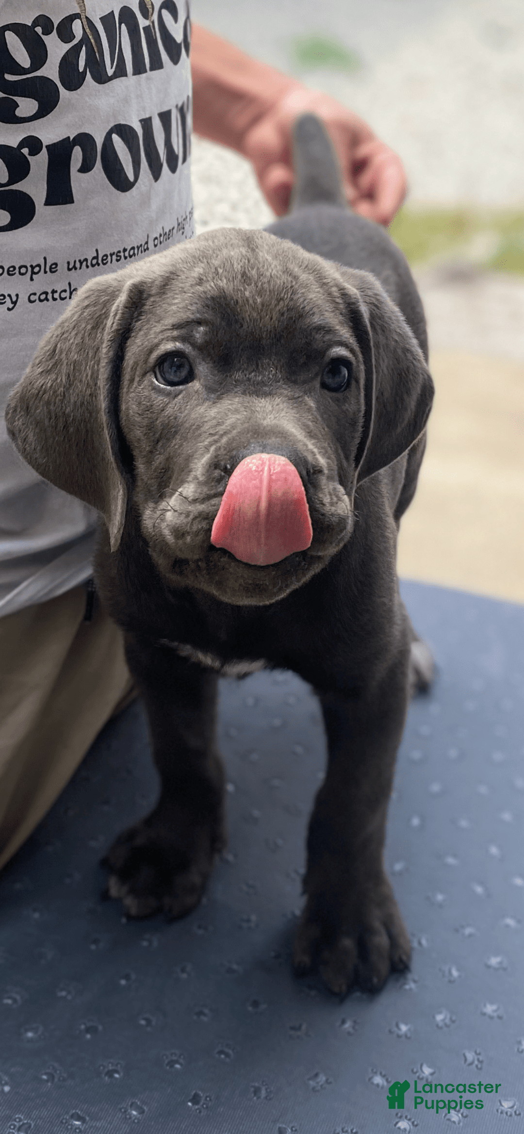 Cane Corso dogs for sale: N/a - Image 5