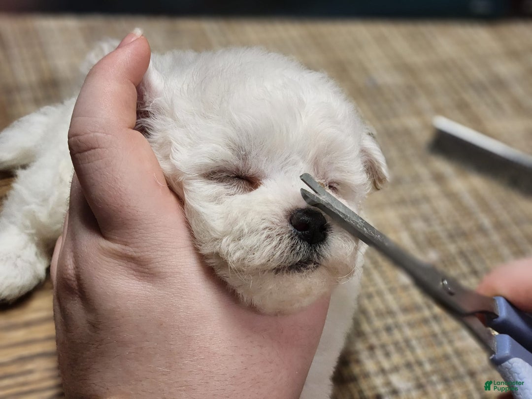 Bichon Frise dogs for sale: Prince - Image 12