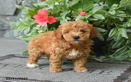 Miniature Poodle dogs for sale: Denver - Image 4
