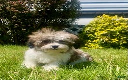 Teddy Bear dogs for sale: Uptown - Image 1
