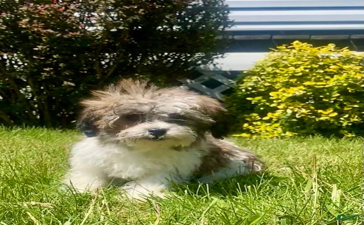 Teddy Bear dogs for sale - Ad 1