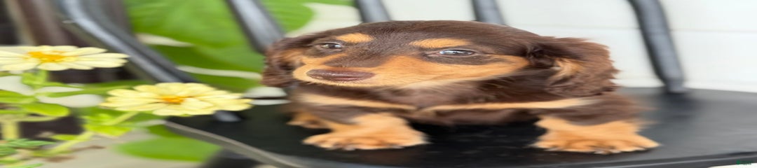 Bo