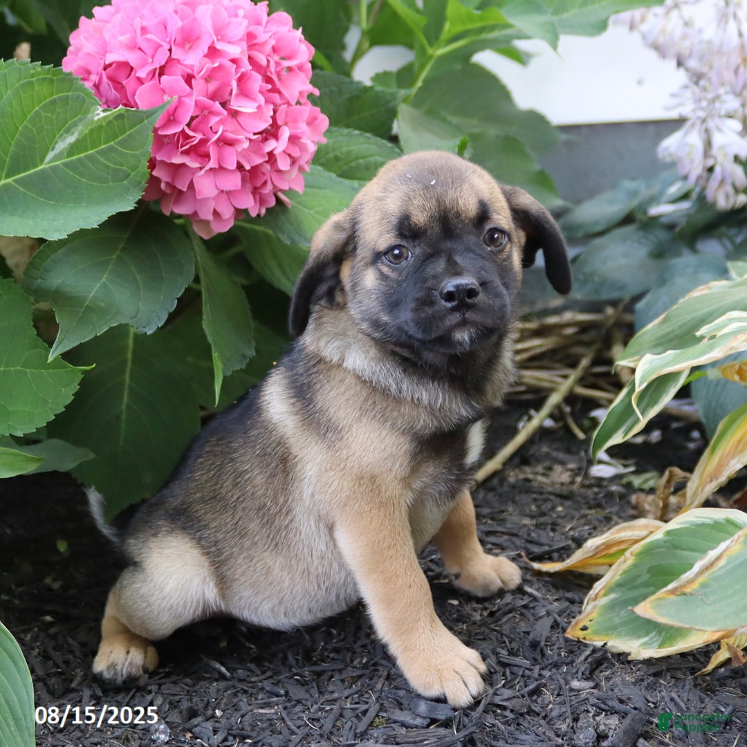 Pug dogs for sale: Penny - Image 1