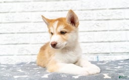 Alaskan Malamute dogs for sale: Chopper - Image 2