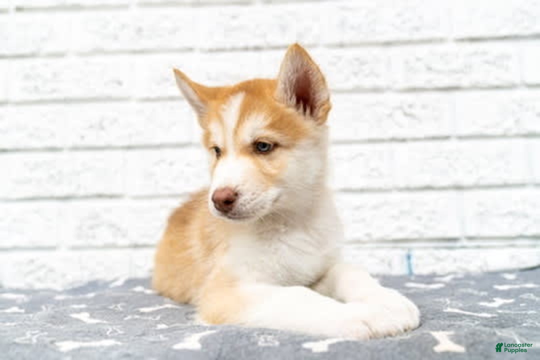 Alaskan Malamute dogs for sale: Chopper - Image 2