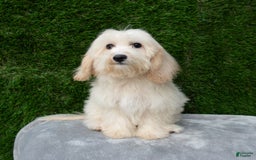 Maltipoo dogs for sale: Rebecca - Image 17