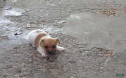 Jack Russell Terrier dogs for sale: Foster - Image 20