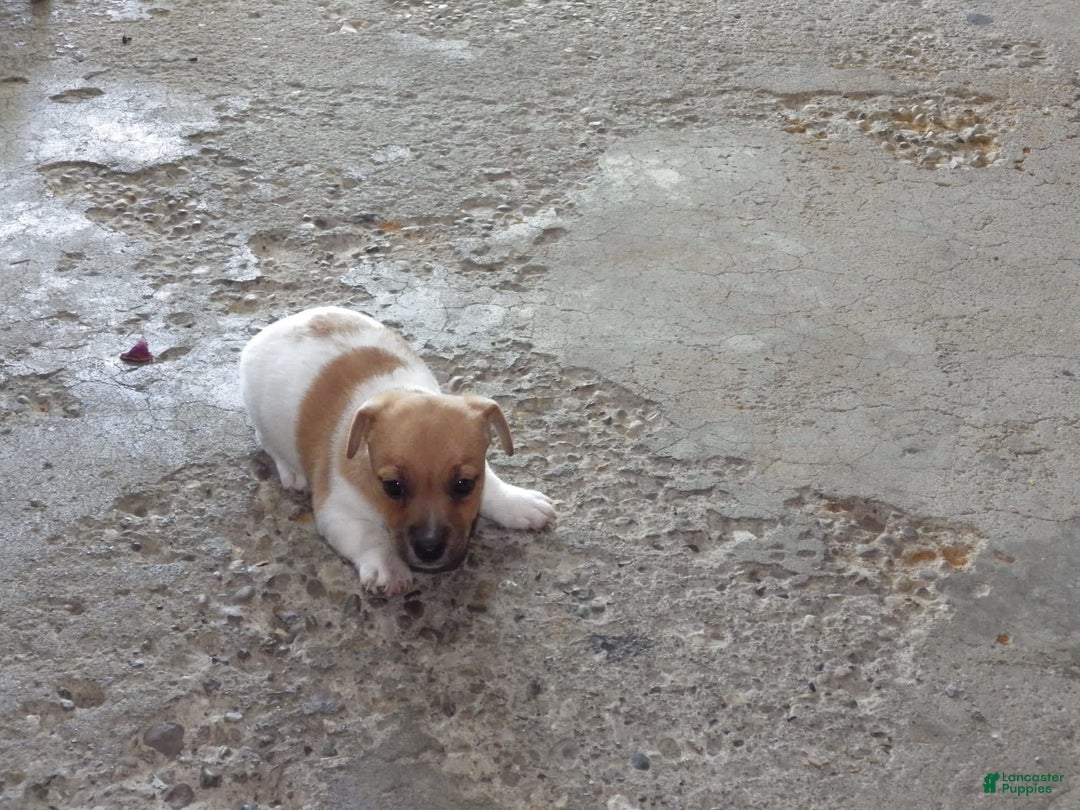 Jack Russell Terrier dogs for sale: Foster - Image 20