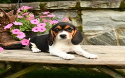 Beagle dogs for sale: Daffodil - Image 1
