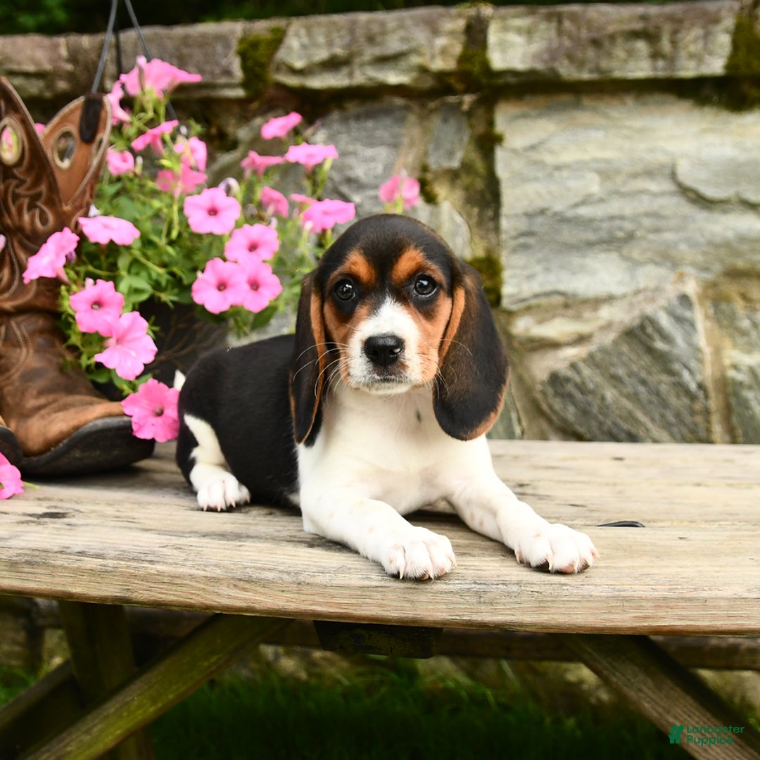 Beagle dogs for sale: Daffodil - Image 1