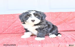 Miniature Bernese Mountain Dog dogs for sale: Mallory - Image 9