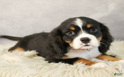 Miniature Bernese Mountain Dog dogs for sale: Twix - Image 10