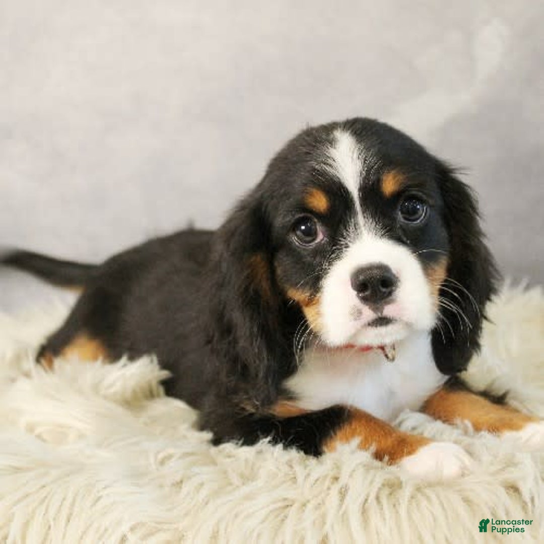 Miniature Bernese Mountain Dog dogs for sale: Twix - Image 10