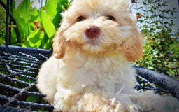 Havapoo dogs for sale: Charity - Image 18