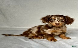 Miniature Dachshund dogs for sale: Miniature Dachshund 3 puppies - Image 2